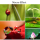 Exemples de gros plans d&eacute;taill&eacute;s r&eacute;alis&eacute;s avec l'objectif macro pour smartphone sur des insectes et fleurs - Yonis Y-of2