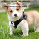Caméra Sport Extérieure HD Portable Pour Animaux Avec Collier Silicone Et Carte 32G - www.yonis-shop.com