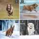 Clôture Électronique Sans Fil Pour Chien 2 En 1 Avec Dresseur Portée Réglable 10 À 300 M Étanche Pour 1 À 3 Chiens - www.yoni...