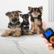 Collier De Dressage Pour Chien Télécommandé Étanche IPX7 Son Vibration Stimulation Électrique Lumière Portée 500 Mètres - www...
