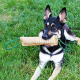 Bâton De Mordant Pour Chien De Dressage En Lin Résistant Aux Morsures Et À L’Usure Pour Mâcher Et Nettoyer Les Dents - www.yo...