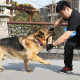 Bâton De Mordant Pour Chien De Dressage En Lin Résistant Aux Morsures Et À L’Usure Pour Mâcher Et Nettoyer Les Dents - www.yo...