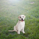 Collier Anti-Aboiement Pour Chien À Ultrasons Et Décharge Électrique Rechargeable USB 7 Intensités Autonomie 50 Jours JSImpor...