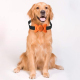 Collier Anti Aboiement Pour Chien À Détection Vocale Coque Papillon Ultra Légère Sangle Réglable Batterie 6 V Incluse - www.y...