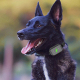 Collier De Dressage Électrique Pour Chien Antiaboiement Rechargeable Avec Récepteur IP67 Et Télécommande 300 À 500 Mètres - w...
