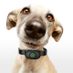 Collier Anti Aboiement Pour Chien À Détection Automatique Étanche IPX7 5 Niveaux Recharge USB - www.yonis-shop.com