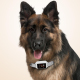 Collier Anti Aboiement Pour Chien À Double Détection Écran Couleur IP68 Vibration Et Stimulation Électrique - www.yonis-shop.com