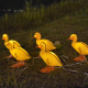 Lampe Solaire Canard Pour Décoration Extérieure LED IP44 Avec Batterie Rechargeable Résistante À La Pluie - www.yonis-shop.com