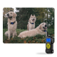 Collier Anti Aboiement Pour Chien Récepteur Seul Sans Télécommande Spray Vibration Son Et Lumière 3 Modes IPX3 - www.yonis-sh...