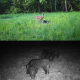 Caméra De Chasse 2.7K Vision Nocturne Infrarouge Détection De Mouvement 24MP Étanche IP65 - www.yonis-shop.com