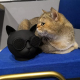 Enceinte Bluetooth Stéréo Haut-parleur sans Fil Format Chat Mains-libre Carte TF Radio FM - www.yonis-shop.com
