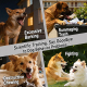 PaiPaitek PD520S Remote Controll Anti Barking Pet Dog Training Collar, Model:Two Receivers(Black) - www.yonis-shop.com