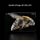 Box Android TV 4K HD Avec WiFi Dual Band RAM 2GB 32GB Chromecast Google Assistant - www.yonis-shop.com