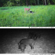 Caméra De Chasse 2.7K Vision Nocturne Infrarouge Étanche IP65 Détection Mouvement 120° 24MP - www.yonis-shop.com