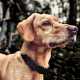 Collier Anti Aboiement Rechargeable Pour Chien Avec Détection Par Buzzer Et Impulsions Électrostatiques Progressives - www.yo...