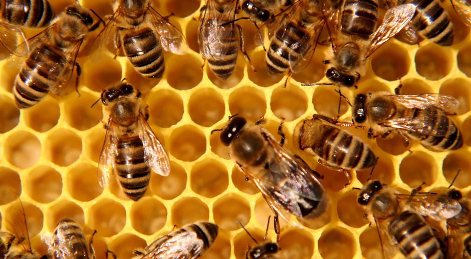 Ruche abeilles apiculteur
